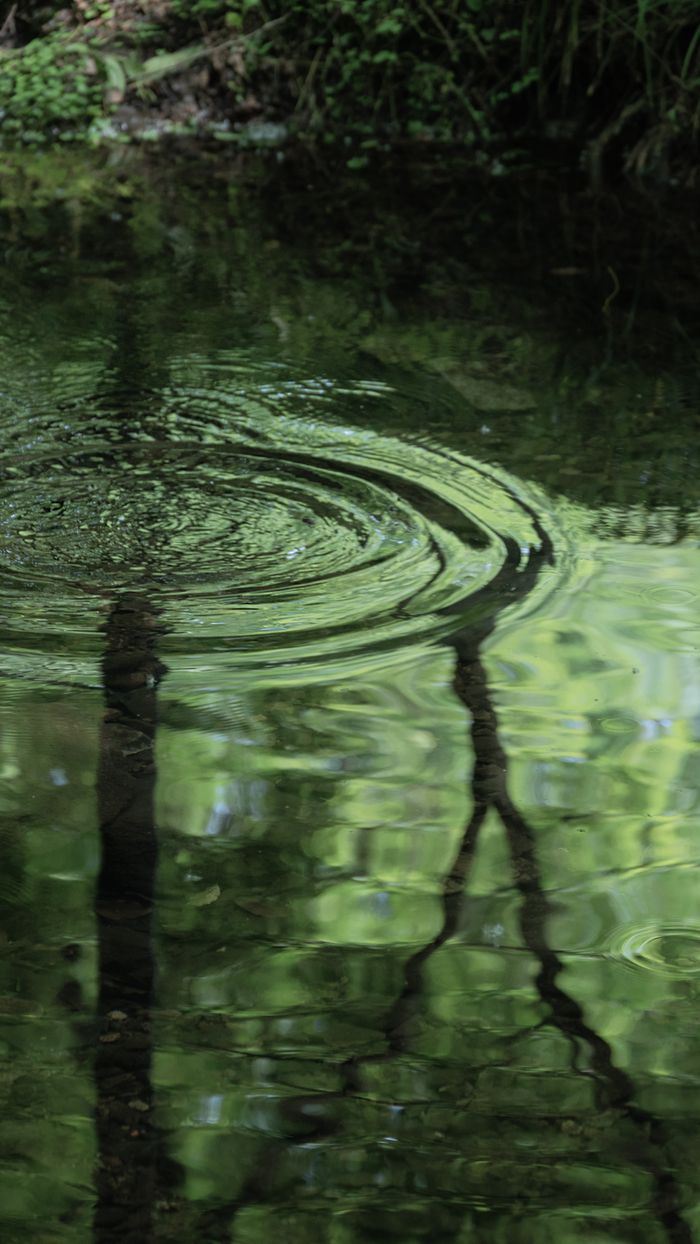 Mastering the First Impression: Your intriguing post title goes here Calm ripples gently disrupt the mirror-like surface of a serene forest pond.